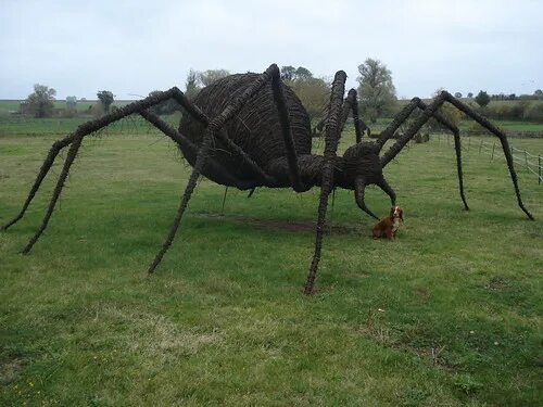 Покажи фото самого большого паука Britain's biggest spider - post your pics here BBC Autumnwatch (Official) Flickr