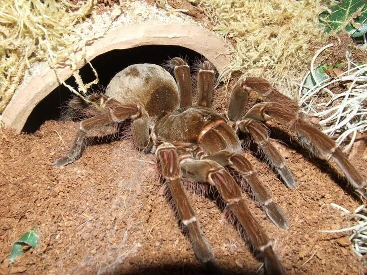 Покажи фото самого большого паука в мире The Goliath birdeater (Theraphosa blondi) is an arachnid, or spider, belonging t