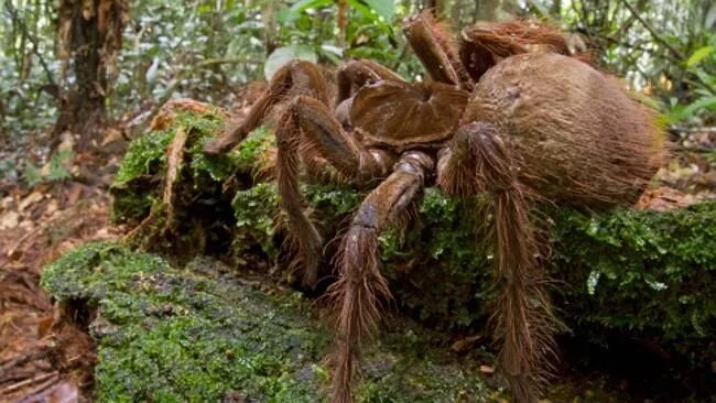 Покажи фото самого большого паука в мире Puppy-sized spider shocks scientist in rainforest Big spiders, Large spiders