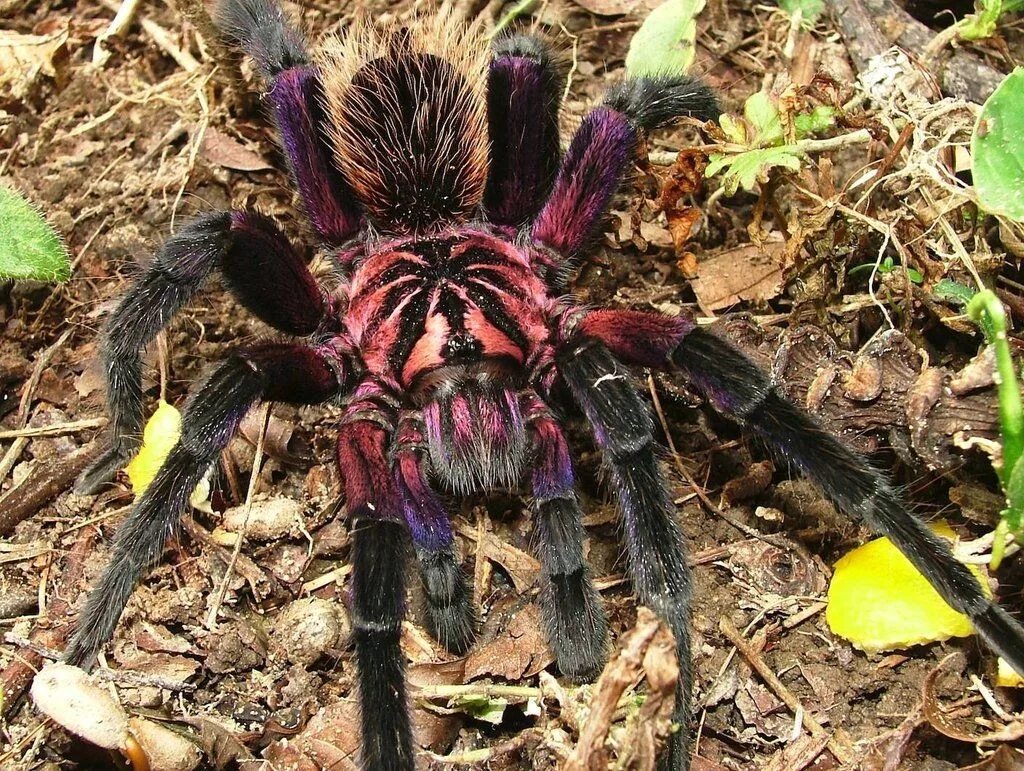 Покажи фото самого большого паука в мире Purple Bloom Bird-Eating spider, apparently. Yanked from reddit user royalflycat