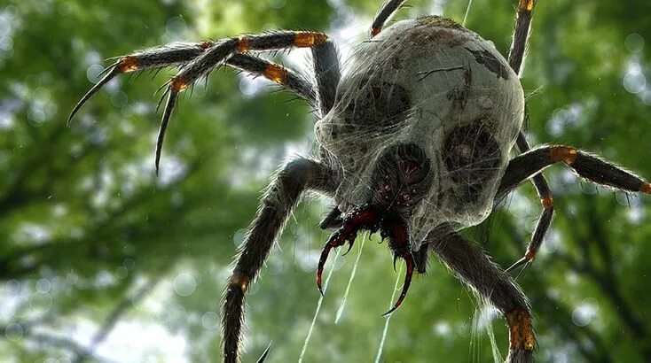 Покажи фото самого опасного паука J' ba Fofi, the Giant Spiders Of Congo Paranormal Before It's News Incredible cr