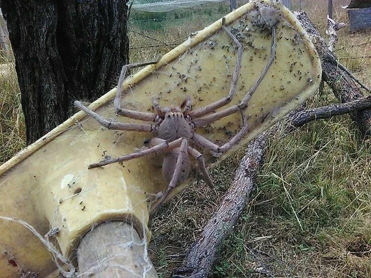 Покажи фото самого опасного паука Possibly the biggest huntsman spider ever photographed in Australia - Album on I