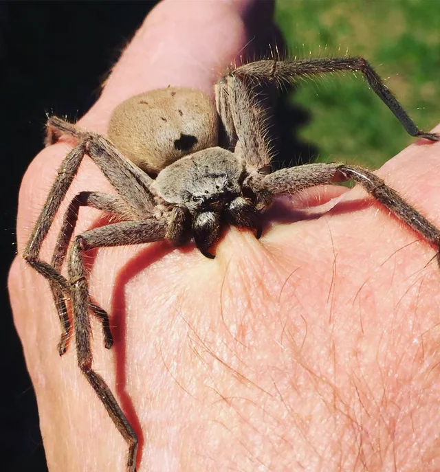 Покажи фото самого опасного паука reddit: the front page of the internet Huntsman spider, Spider bites, Spider bit