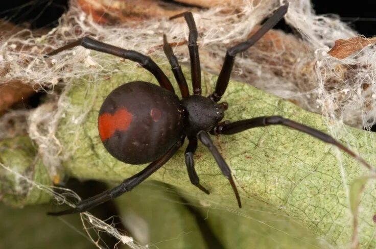 Покажи фото самого ядовитого паука Redback spider, Australian spider, Spiders in australia