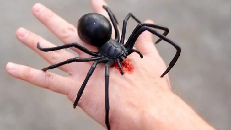 Покажи фото самого ядовитого паука Interesting and Fun Facts about Spiders Spider bites, Spider, Black widow spider