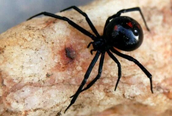 Покажи фото самого ядовитого паука Североамериканская черная вдова Black widow spider, Widow spider, Black widow