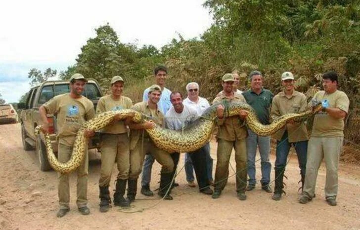 Покажи фото самой большой змеи 21 Things Whose Size Came as a Total Surprise Giant animals, Big animals, Snake