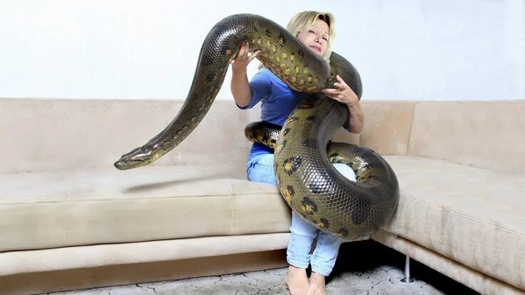 Покажи фото самой большой змеи GIANT ANACONDA!...Meet Anaconda Named Medusa Giant anaconda, Anaconda snake, Ana