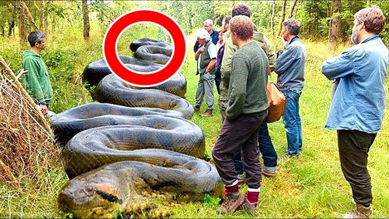 Покажи фото самой большой змеи Найдена Самая Большая Анаконда в Мире - смотреть видео онлайн от "tophype" в хор