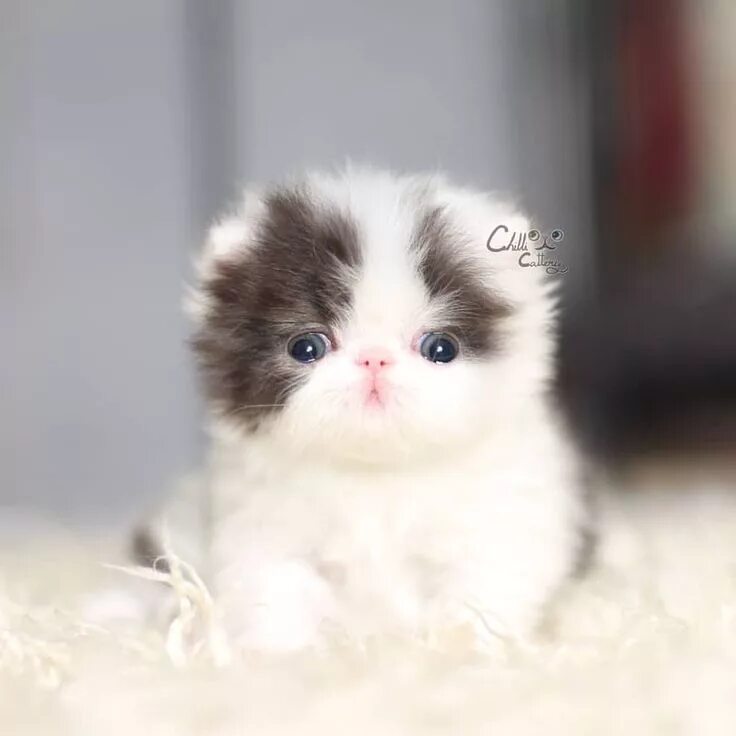 Покажи фото самых милых котиков Persian cats and kitties Lek&Minty (@chilli_cattery) on Instagram Cute cats, Cut