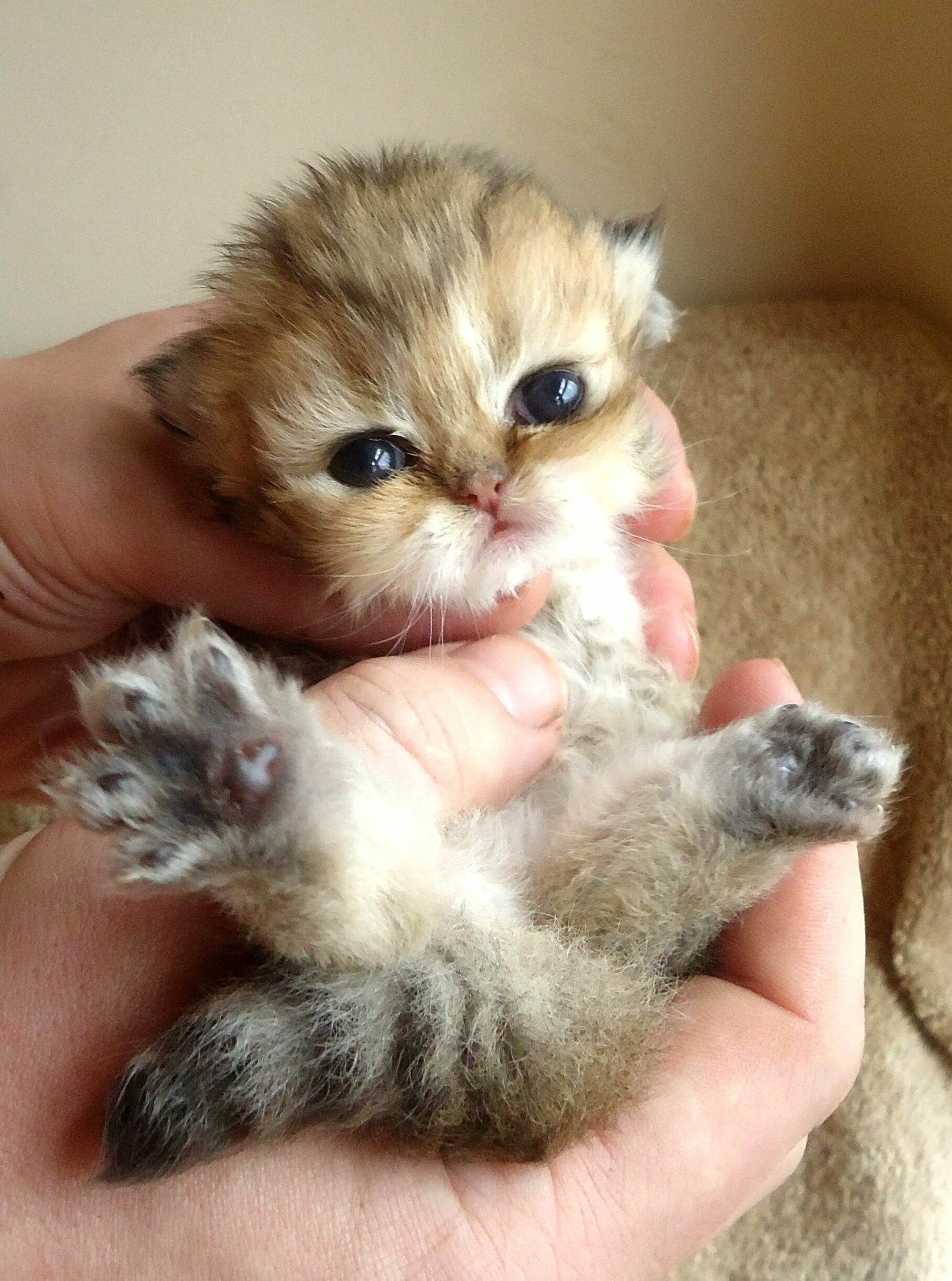 Покажи фото самых милых котиков Baby Cats For Sale At Petsmart Care About Cats