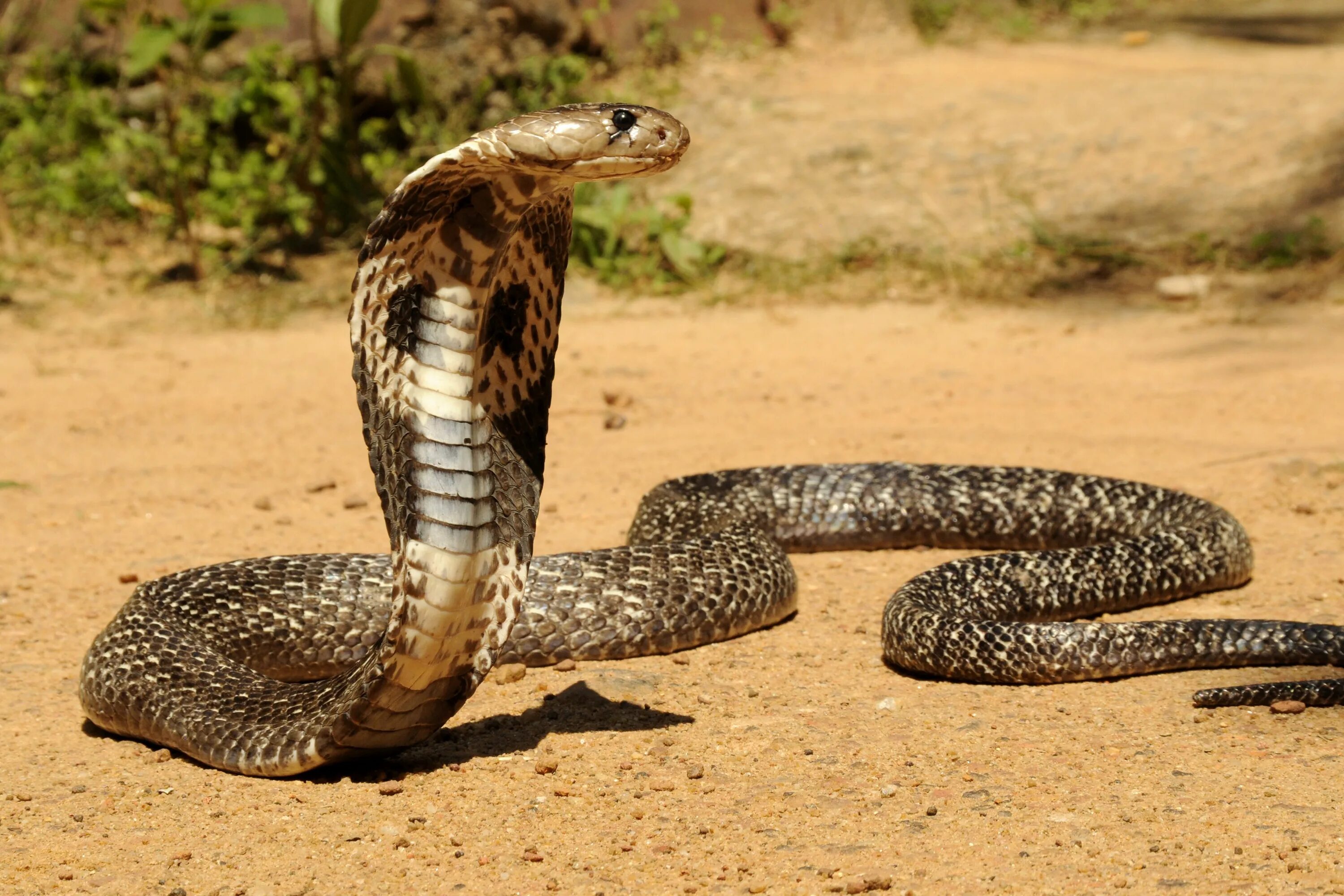 Покажи фото самых опасных змей Sri Lankan Wildlife Cobra snake, King cobra snake, Snake images