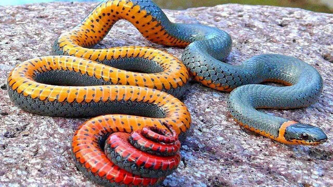 Покажи фото самых опасных змей 7 Serpents Les Plus Colorés Qui Sont Uniques Au Monde - YouTube