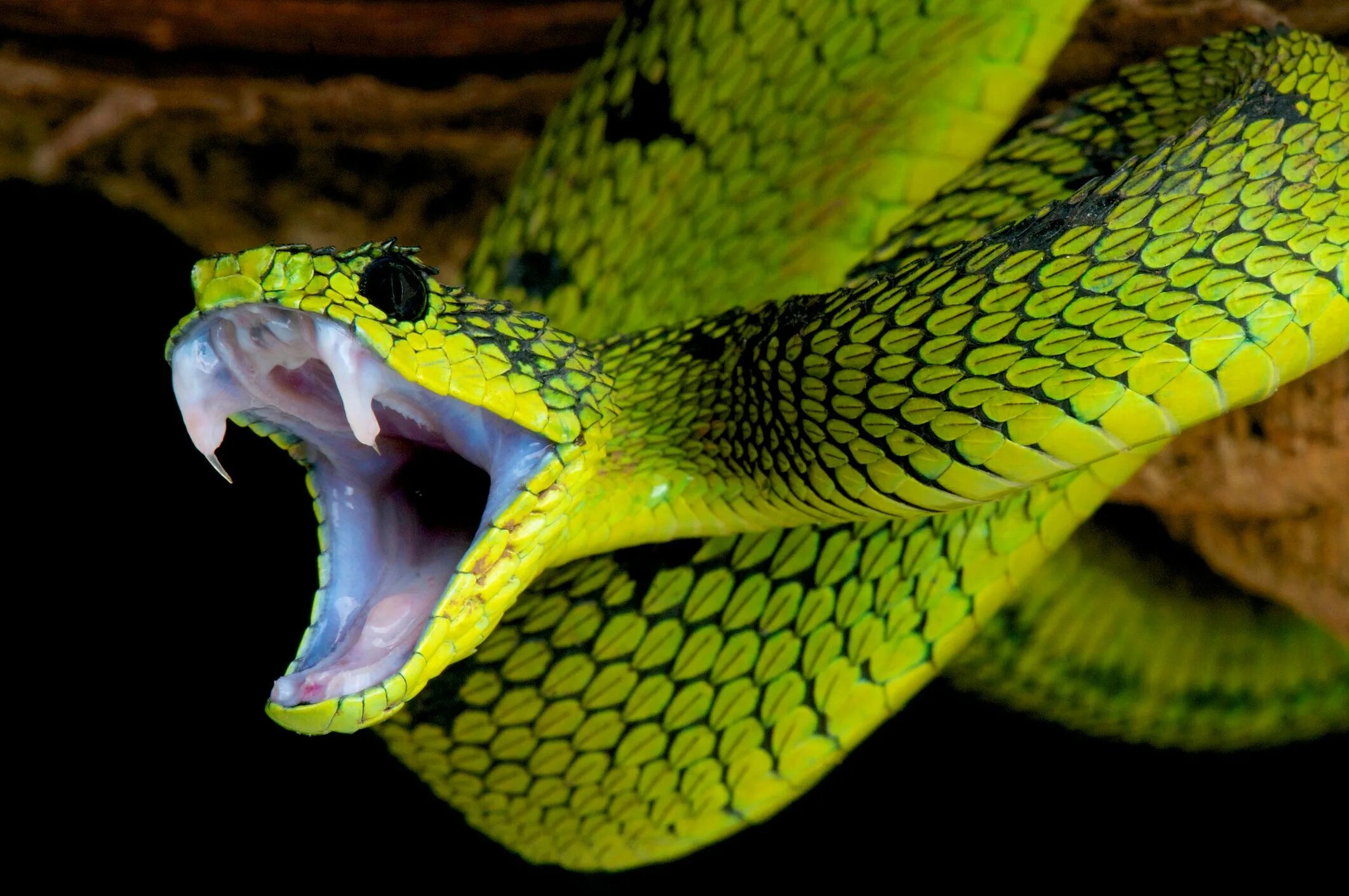 Покажи фото самых опасных змей Boy wearing 'anxiety-inducing' snake T-shirt forced to change before being allow