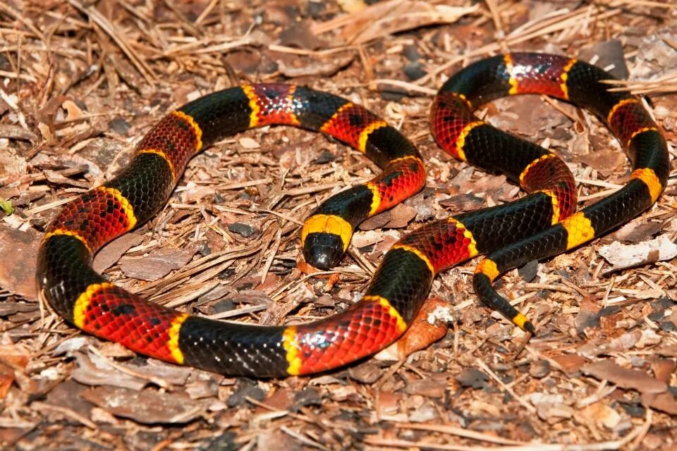 Покажи фото самых опасных змей Venomous snakes in Mississippi: Here's how to identify them