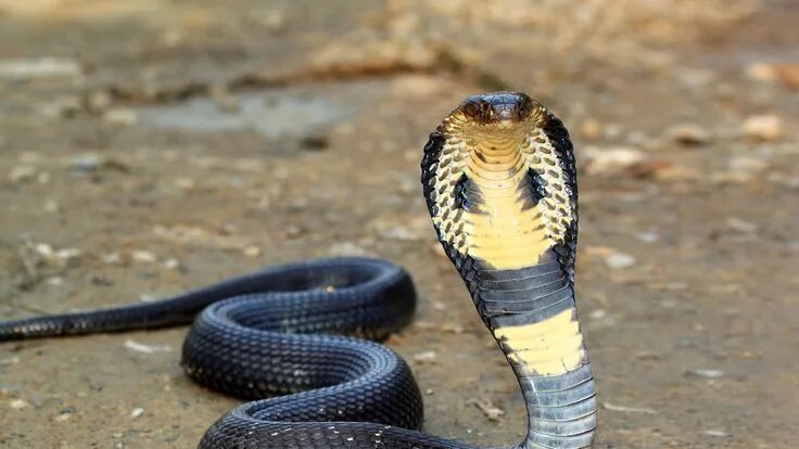 Покажи фото самых опасных змей King cobra with head upright on brown dirt ground Venin de serpent, Beaux serpen