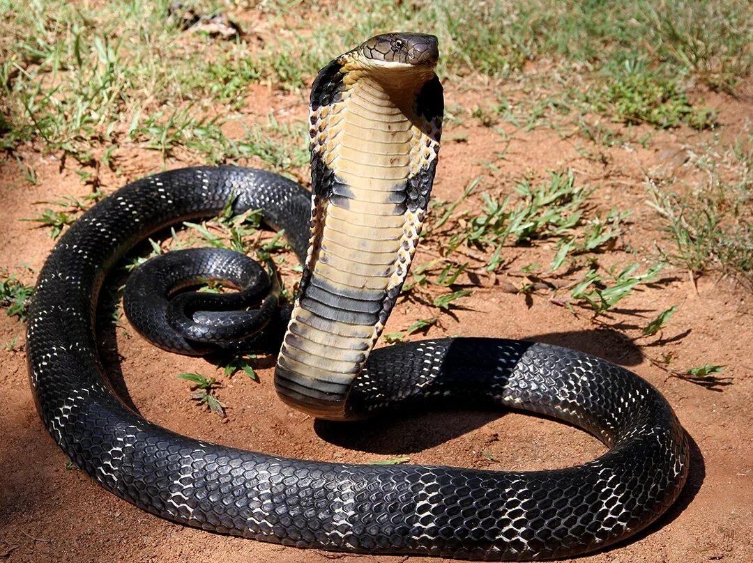 Покажи фото самых опасных змей King cobra - Wikipedia