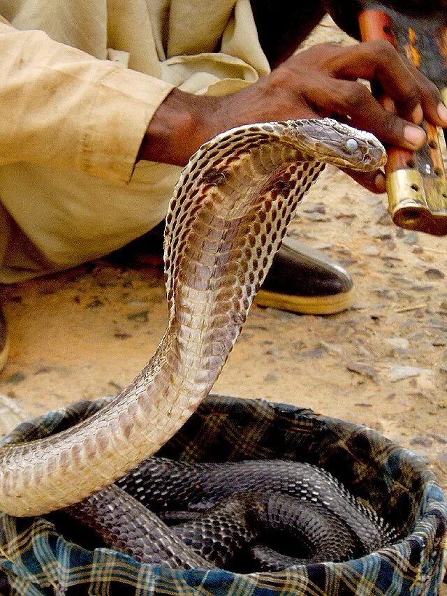 Покажи фото самых опасных змей File:Snake in basket.jpg - Wikipedia