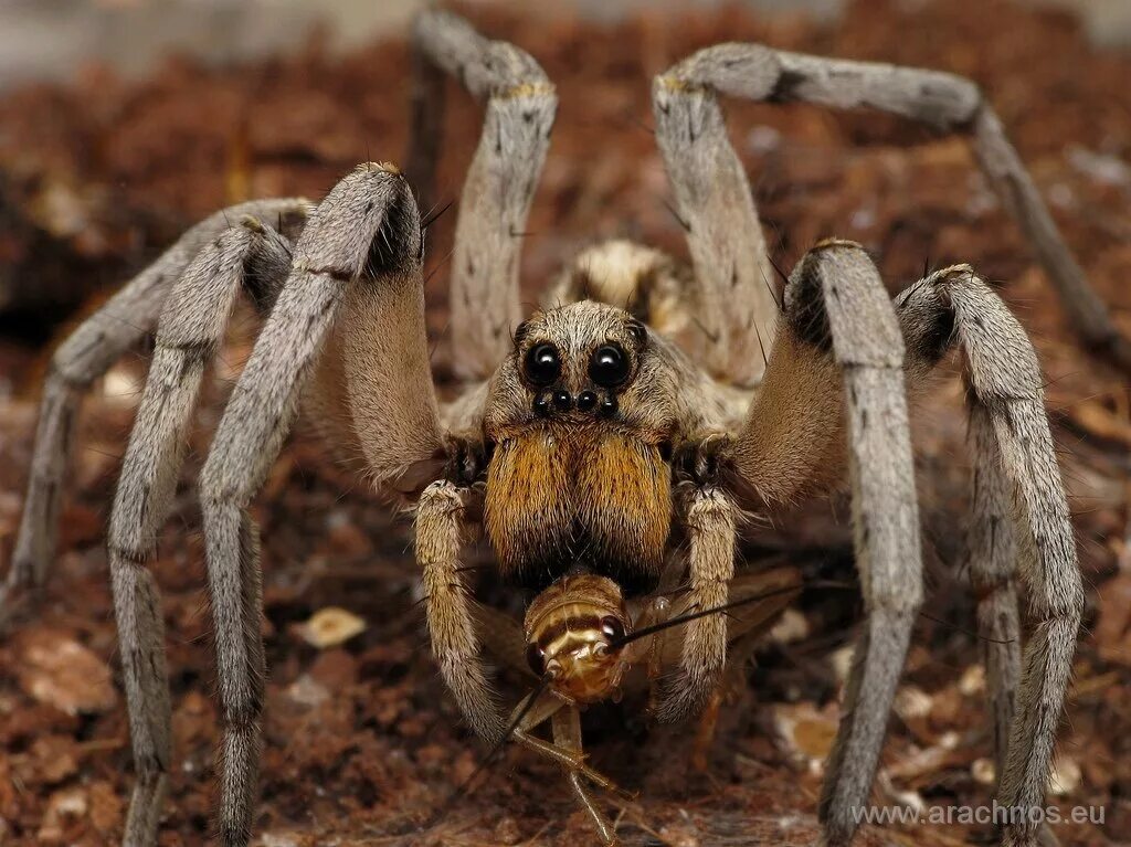 Покажи фото самых страшных пауков Without spiders