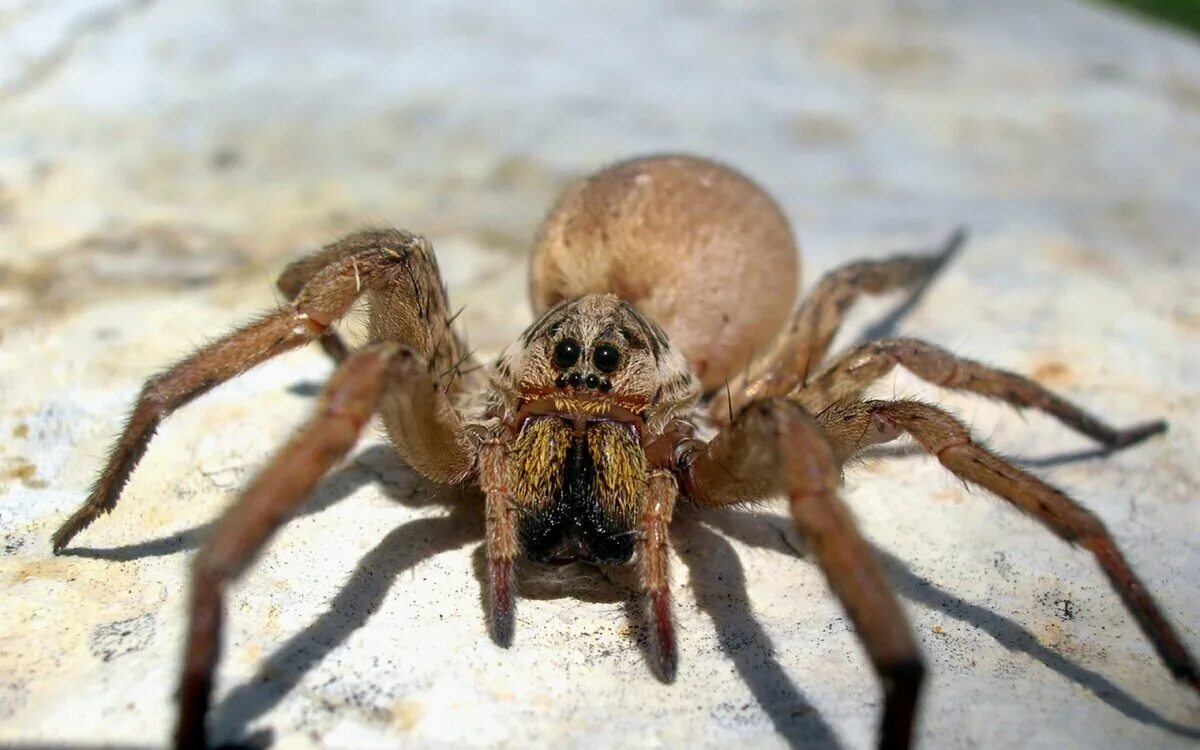 Покажи фото самых страшных пауков ЛУЧШЕ ИХ НИКОГДА НЕ ВСТРЕЧАТЬ! animal life Дзен