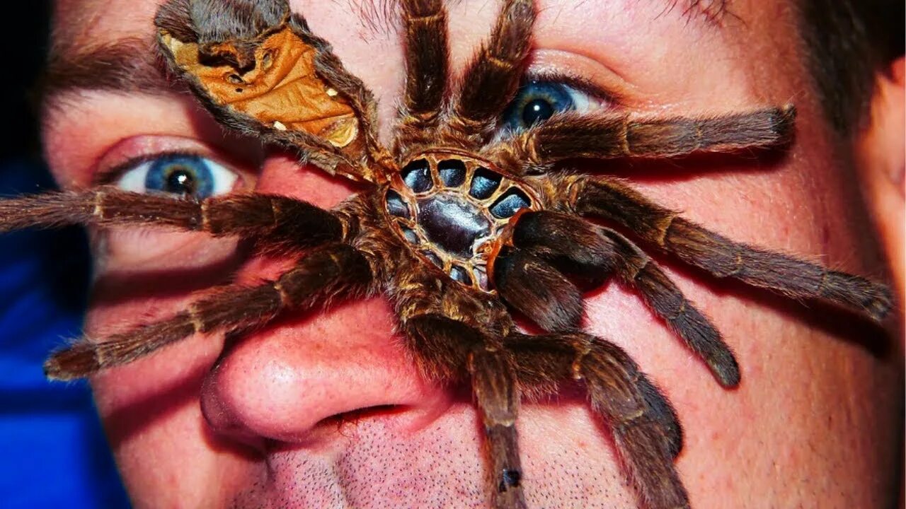 Покажи фото самых страшных пауков 10 Fascinating Facts About Spiders - YouTube