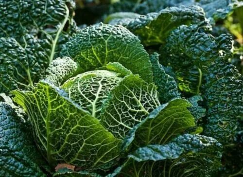 Покажи фото савойской капусты CABBAGE Savoy Green Vertus 50 Seeds HEIRLOOM vegetable WINTER hardy cool season 