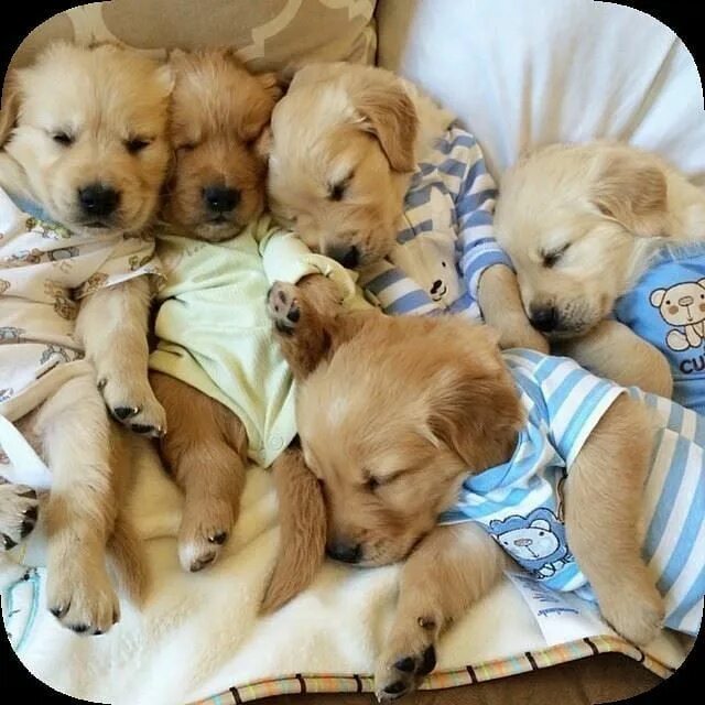 Покажи фото щенят Pin on Adorable Puppies