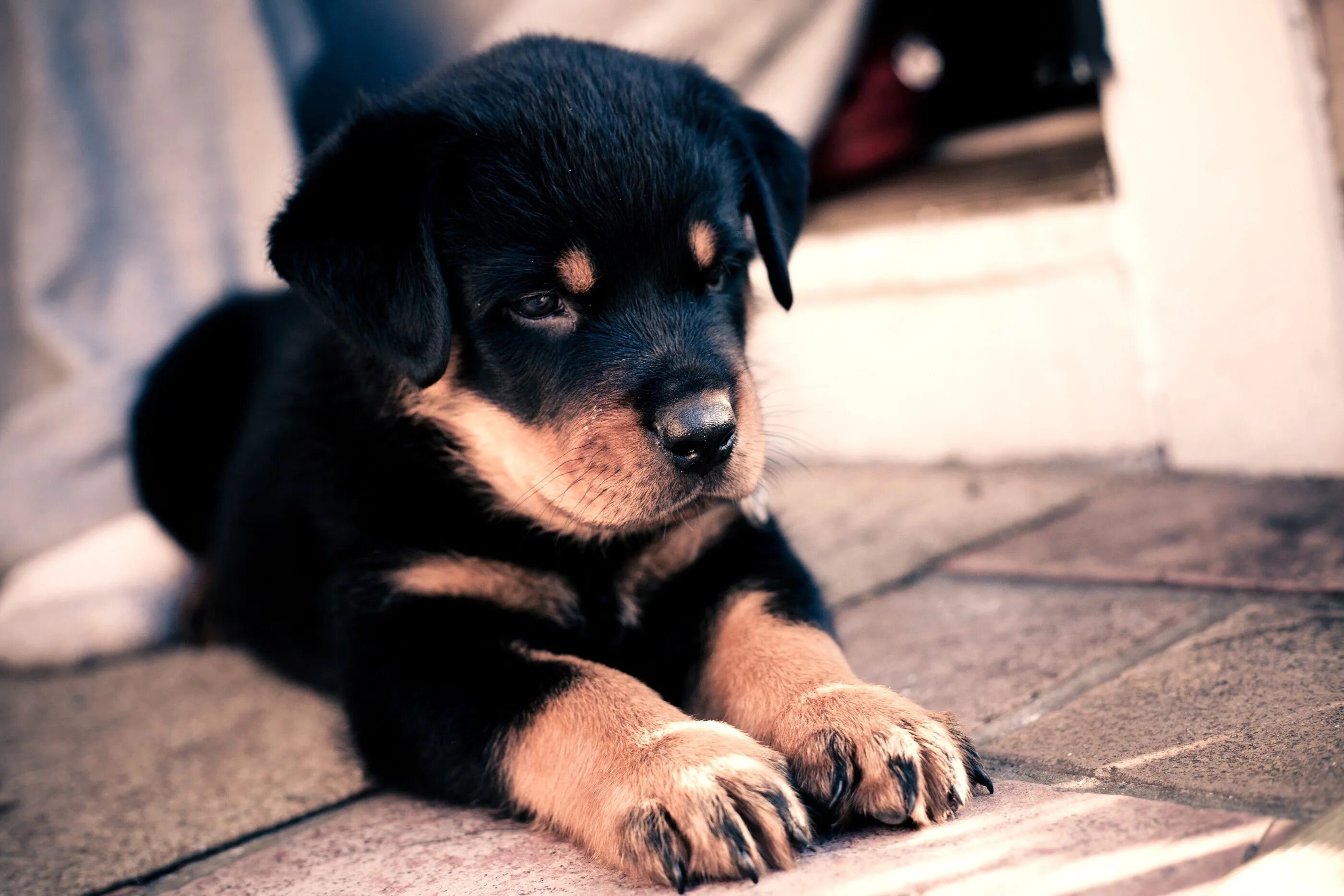 Покажи фото щенят Wallpaper : puppy, Rottweiler, cute, baby 2800x1867 - CoolWallpapers - 659956 - 