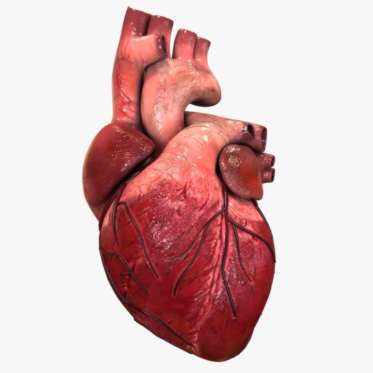 Покажи фото сердца Human Heart 3D Model #AD ,#Human# Heart# Model Human heart anatomy, Human heart,