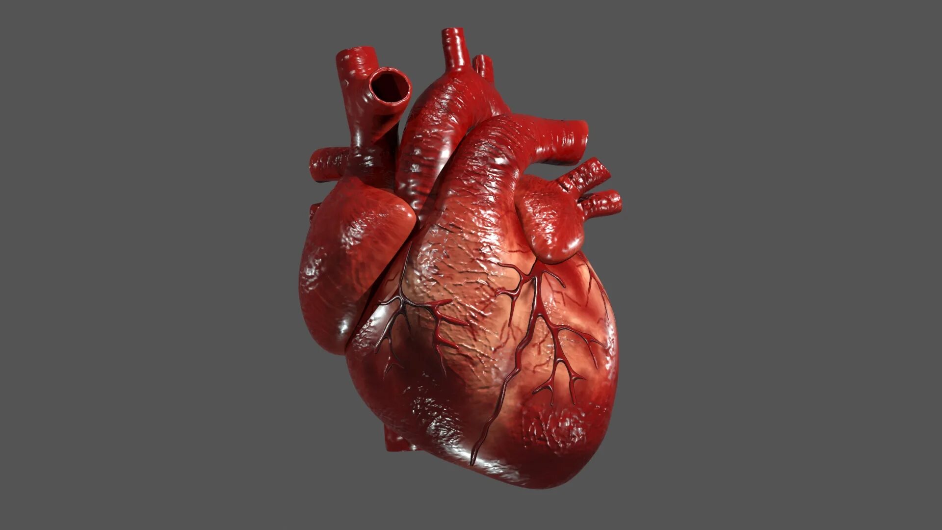 Покажи фото сердца human heart model and animation :: Behance