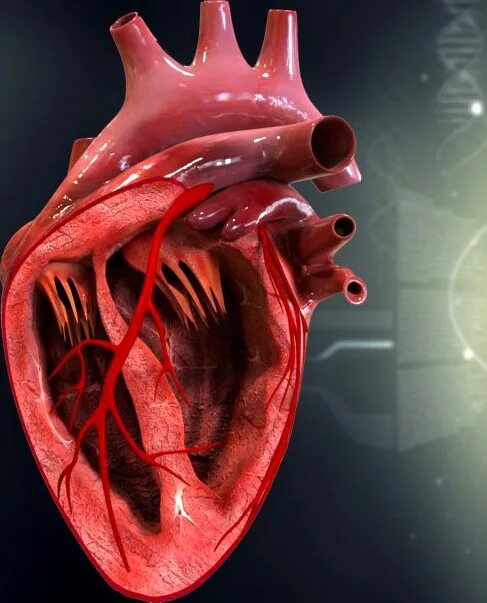 Покажи фото сердца человека Human Heart Cutaway Anatomy 3D Model