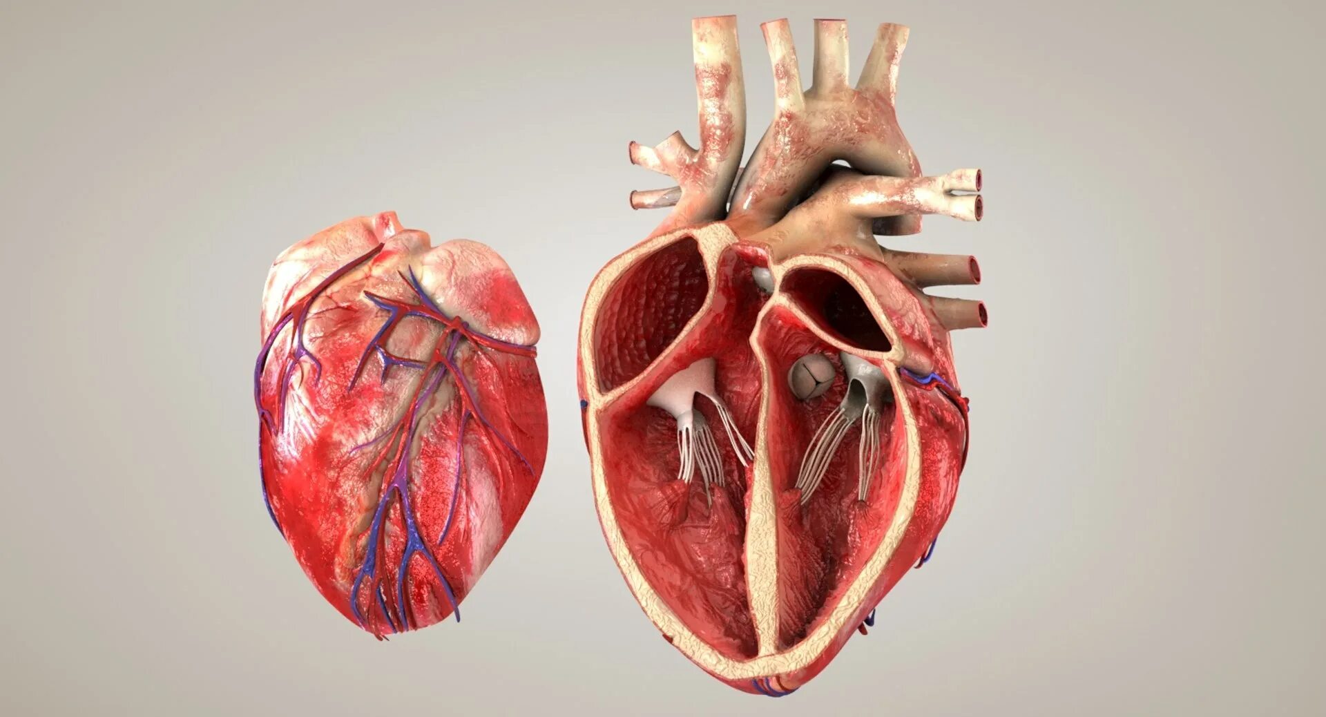 Покажи фото сердца человека 3D Model Heart Anatomical Cross Section - TurboSquid 1424032