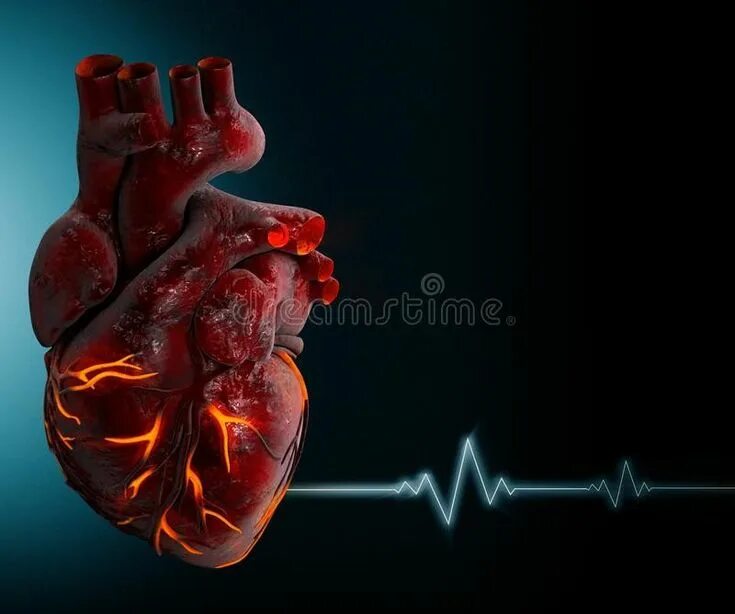 human heart model and animation :: Behance