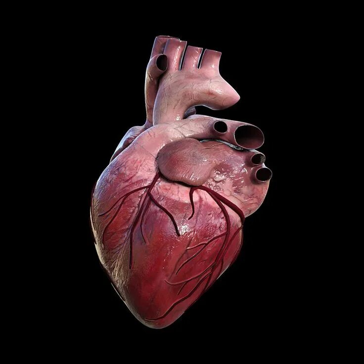 Покажи фото сердца человека 3d human heart