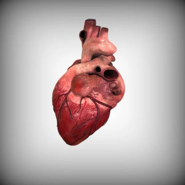 Покажи фото сердца человека 3d Model Heart Anatomy 794