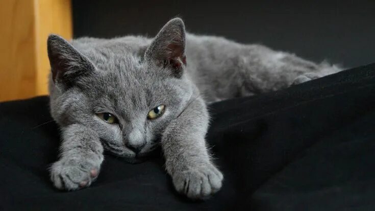 Покажи фото серых котов Chartreux Cat Russian blue cat, Chartreux cat, Cats and kittens