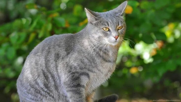 Покажи фото серых котов Gray cat portrait wallpaper Grey cat wallpaper, Cats, Grey cats