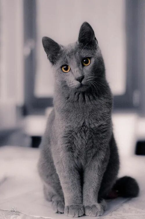 Покажи фото серых котов #1 Norwegian Forest cat ($600-$3,000) Cat breeds, Russian blue cat personality, 