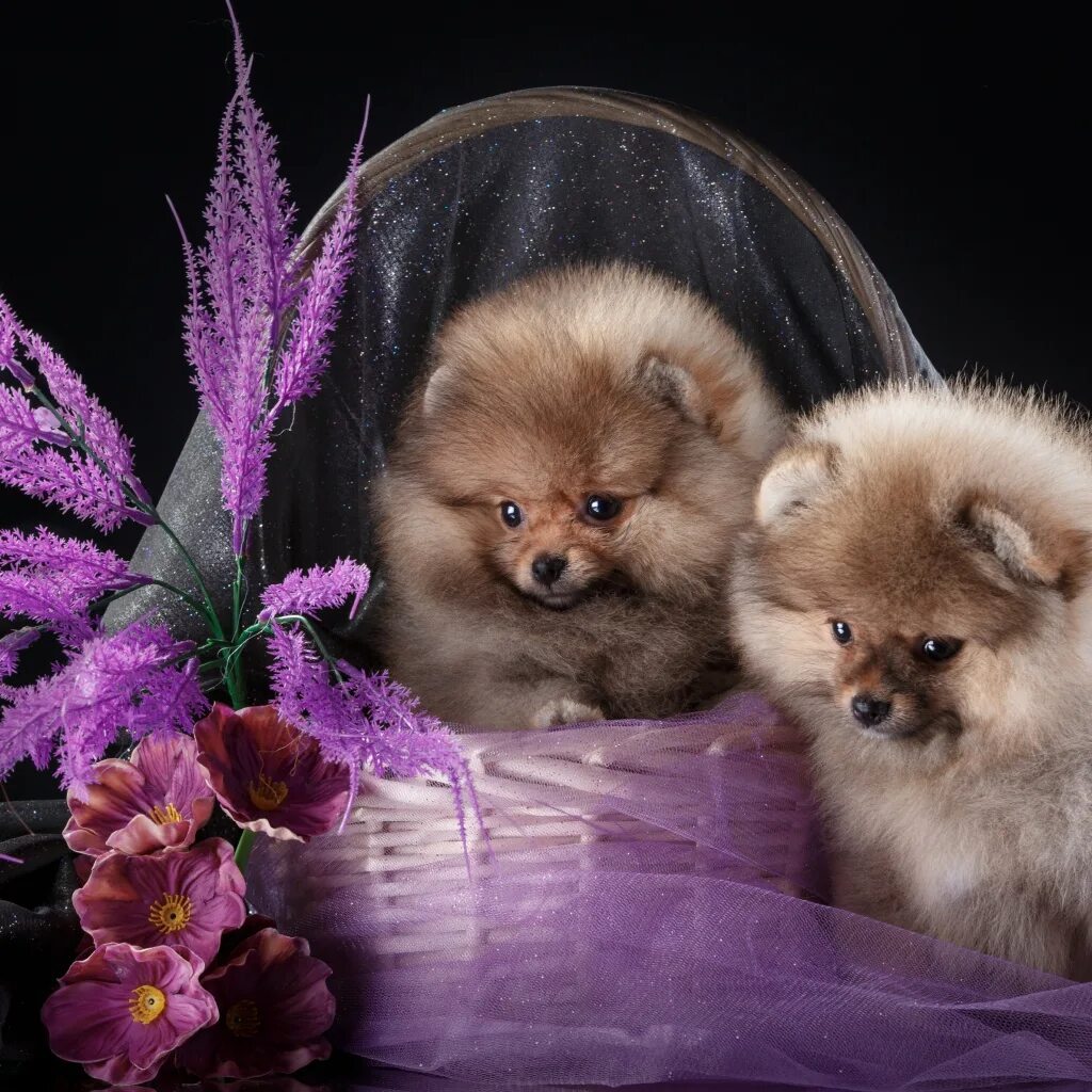 Покажи фото шпицов Two cute spitz in a basket with flowers Desktop wallpapers 1024x1024