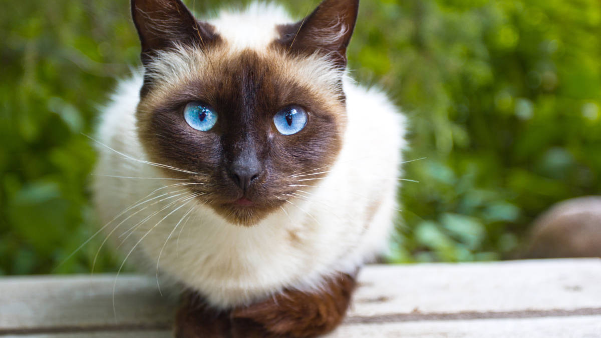 Покажи фото сиамского кота Cat's Sweet Way of Grieving Dog Sister Who Passed Will Have Anyone in Tears