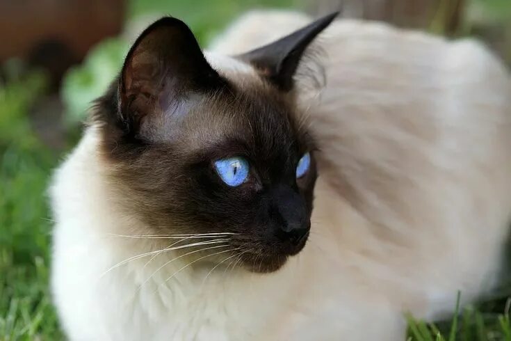 Покажи фото сиамского кота Physical, Mental and Emotional Benefits of Cat Grooming Siamese cats, Siamese ca