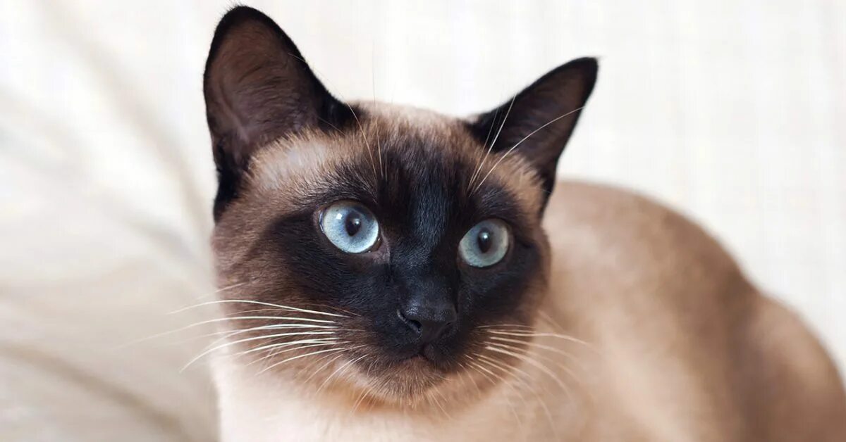 Покажи фото сиамского кота Siamese Cat: Everything You Need To Know