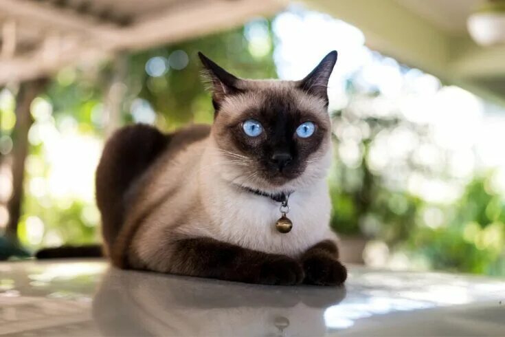 Покажи фото сиамского кота Ultimate Guide to Siamese Cats (2022) in 2022 Cat breeds, Siamese cats, Beautifu