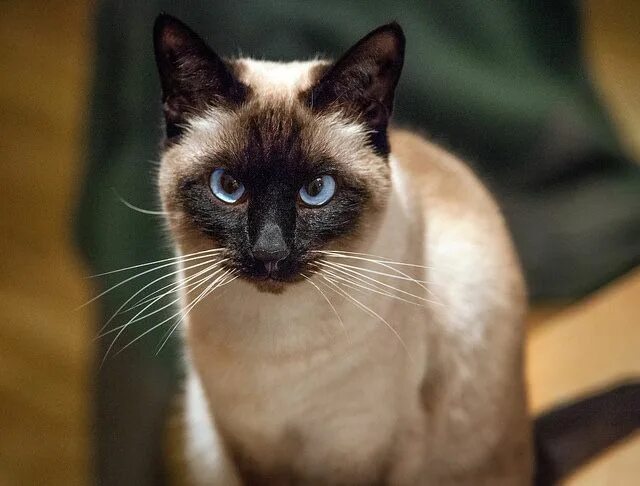 Покажи фото сиамского кота Cat Breeds That Love To Cuddle Siamese cats, Siamese cats facts, Cats