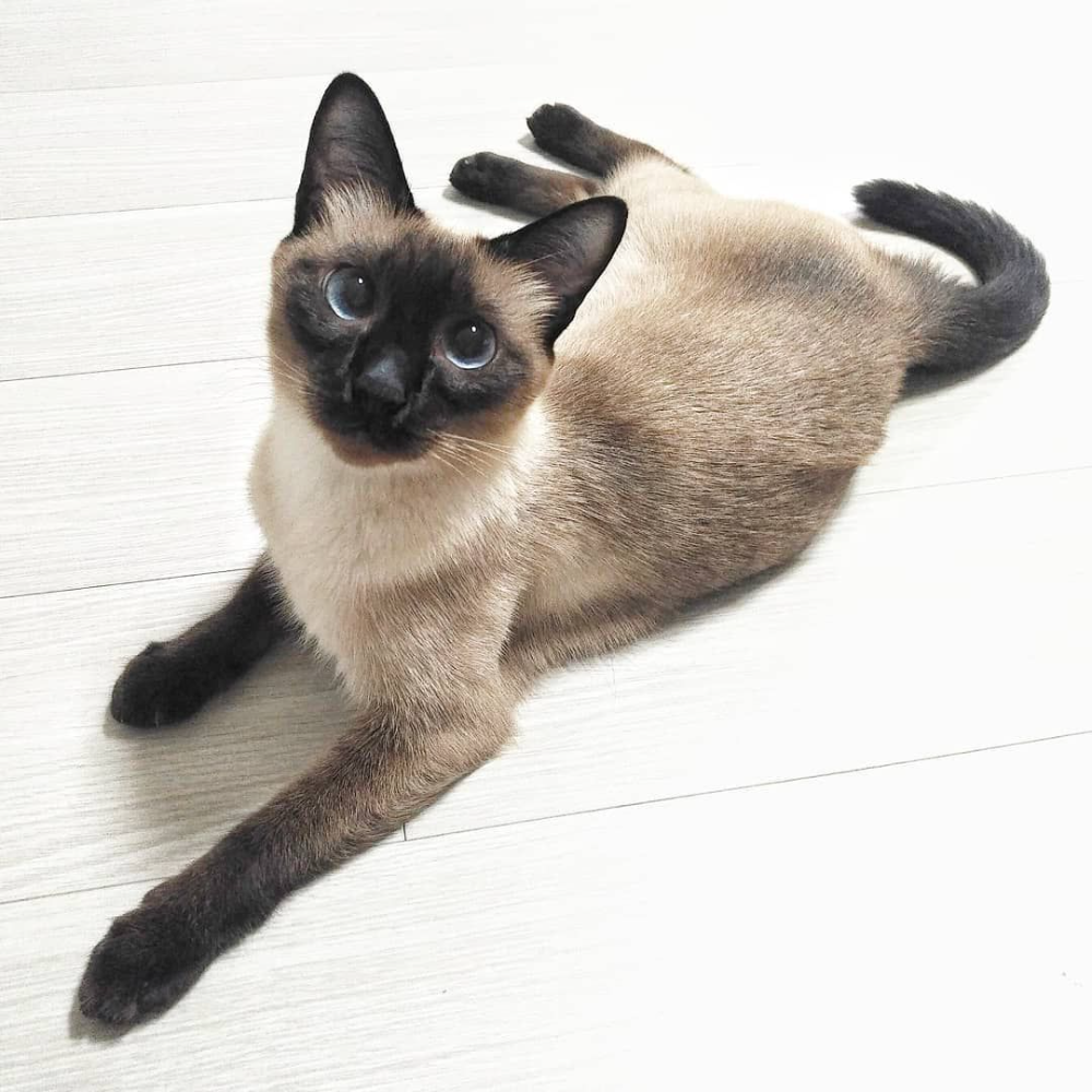 Покажи фото сиамской кошки The Most Popular Cat Breeds For Your Family - A Guide Cat breeds siamese, Cat br