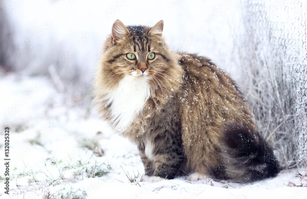 Покажи фото сибирского кота winter portrait of a Siberian cat Фотографія Stock Adobe Stock