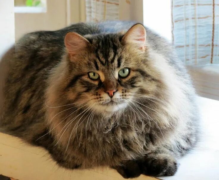 Покажи фото сибирского кота Mystic Melody Siberians on Pickapaw Siberian cat, Siberian cat breeders, Cats