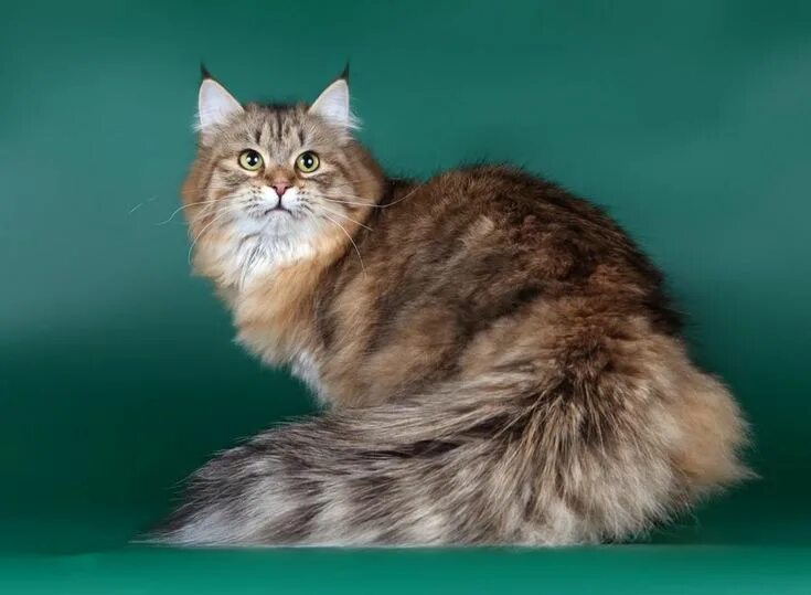 Покажи фото сибирской кошки Siberian cat is the most popular breed in Russia. She is endowed with countless 