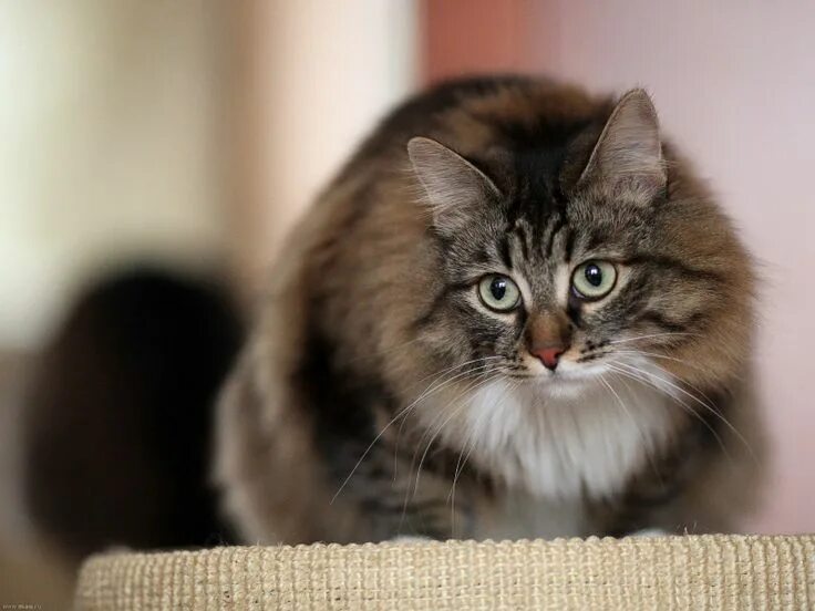 Покажи фото сибирской кошки Siberian Cat Siberian cat, Siberian forest cat, Cats