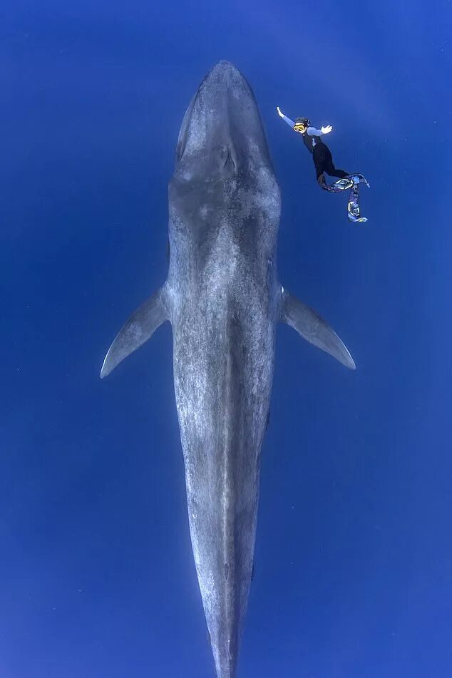 Покажи фото синего кита Diver photographs large whale